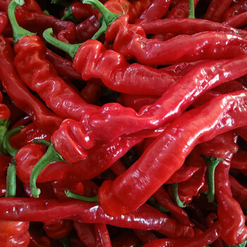 青螺丝椒绿色辣椒香辣龙椒绿辣椒自然种植现摘现发山东直发中辣 红色