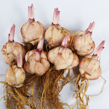 樱之恋 百合 香水百合种球花卉盆栽室内花植物种子浓香百合花花种