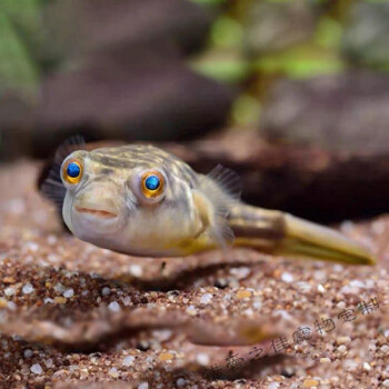 魚活體斑馬狗頭魚v字毛毛狗頭魚生氣魚潛水艇熱帶淡水觀賞魚4-5cm1條