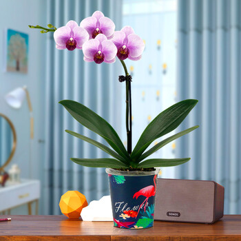 种着玩 蝴蝶兰盆栽带花发货开业乔迁送礼年宵花带花剑花苞植物室内花