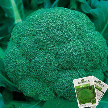 兰花绿色花菜花椰菜新鲜蔬菜耐热抗寒春秋播农家蔬菜西兰花种仔500粒