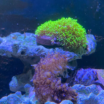 活体海洋生物吃藻除藻海缸翻砂野生大海参宠物 翻砂海参15cm左右一只