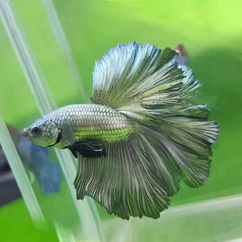 忘己泰国斗鱼婚纱纯白半月公大尾狮王将军观赏鱼活体宠物热带鱼淡水鱼