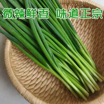 东北新鲜小葱小水葱发芽葱打饭包小香葱蘸酱菜鲜香味道东北小葱新鲜