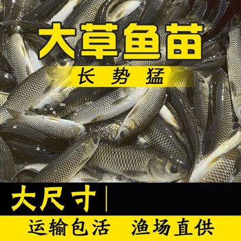 大草鱼苗淡水养殖鱼苗活体饲料鱼鱼苗批发草鱼苗24厘米30条