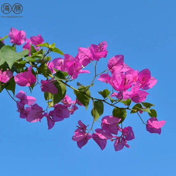 巴西三角梅盆栽带花卉爬藤室内植物勒杜鹃耐寒三角梅勤花四季开花