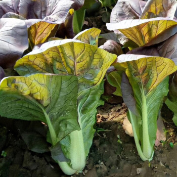 種植耐熱靚綠奶油快菜種子花菜紅莧菜包菜籽種孑菜仔 紫金快菜種子