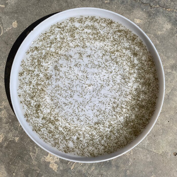 水花鱼苗批发鲫鱼草鱼大头花鲢白鲢青鱼鲤鱼武昌鱼翘嘴鱼马口鱼水