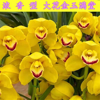 高品质超香型兰花苗盆栽名贵建兰夏秋带花苞金玉满堂一苗