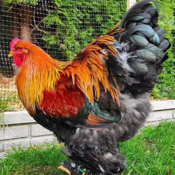观赏小鸡苗脱温鸡仔纯种青年婆罗门巨型观赏鸡大梵天鸡活体鸡苗 红色