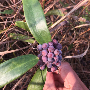 药材土茯苓种子新采土茯苓种子野生茯苓树籽红土苓硬饭头冷饭团白肉土