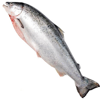 野生整条三文鱼大西洋鲑冰海鲜挪威红肉 16斤 /条