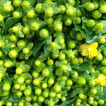 相思豆云南昆明基地直批家庭插花婚庆 绿色 绿豆(鲜切枝 10支