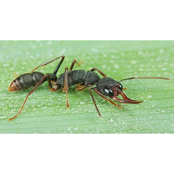 猎镰猛蚁视力非常好有跳跃能力猎镰蚂蚁宠物蚂蚁活体帅气大蚂蚁 3后30