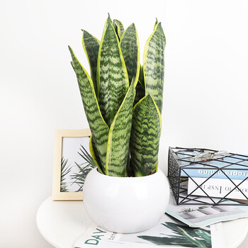 艾荟萃180号虎皮兰盆栽白色陶瓷盆绿植盆栽观叶植物大堂客厅卧室办公