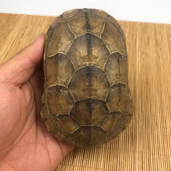 知南天然真龟壳乌龟壳文玩把玩金钱小龟壳风水摆件中华草龟壳100克