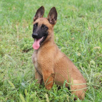 30天保障纯种宠物狗狗马犬幼崽幼犬活体活物宠物级公