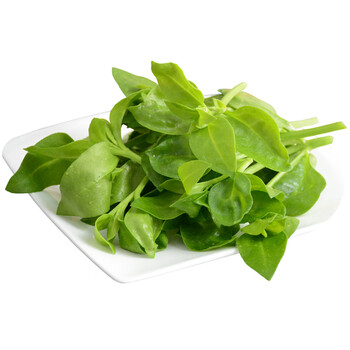 农大姐妹田七叶新鲜蔬菜现摘田七芽穿心莲三七叶3斤包邮3斤