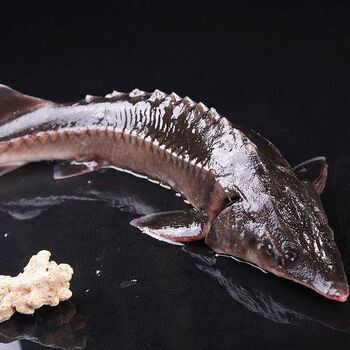 食用新鲜冷水鱼现抓现杀鲟鱼中华鱼软骨无刺食用鱼5斤一条现杀发货