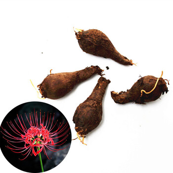 彼岸花种球石蒜花室内四季曼珠沙华花卉绿植盆栽套餐含盆送土 彼岸花