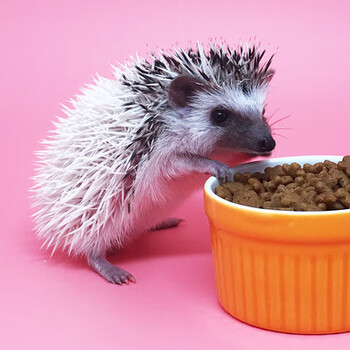 宠物刺猬已打疫苗纯种非洲迷你刺猬活物疫苗带笼子笼子 平托公40天