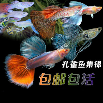 孔雀魚活魚純種熱帶淡水觀賞魚活體寵物魚小型紅綠燈科清道夫精品雀5