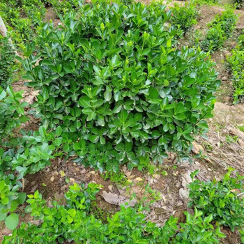 庭院绿篱植物造型树小叶黄杨树苗瓜子黄杨球盆景冬青树苗40公分冠幅