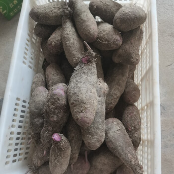 江西脚板薯大薯毛薯紫色大薯现挖新鲜紫大薯紫山药脚板薯大淮山紫色紫