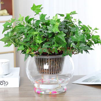 水培植物玻璃绿萝盆栽室内净化空气花卉绿箩办公室绿植除吸甲醛水养水