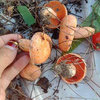 新鲜现摘野生黄枞菌黄蜡菌谷熟菇松乳菇三九菇寒菌