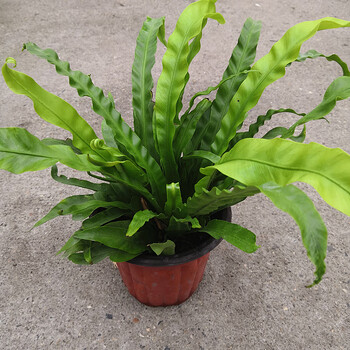 晗畅 进口澳洲宝石蕨类植物耐寒盆栽吉姆蕨网红室内皮实好养观叶 波叶