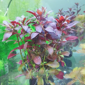 新手水草懒人鱼缸水草自带水草坨草品种很全小坨4厘米大坨8厘米红丁香