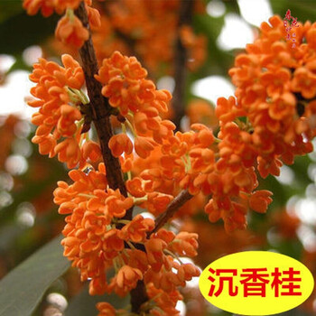 嫁接金桂花树苗四季桂月桂树苗桂花树苗八月桂盆栽庭院盆栽沉香桂2厘米不含盆 图片价格品牌报价 京东