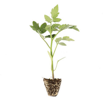 圣女果樱桃西红柿四季盆栽果树蔬菜 果苗 大粉番茄苗6颗