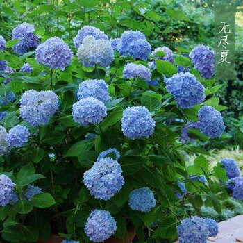 耐寒10年老桩绣球花苗无尽夏八仙花卉阳台庭院室内外植物绣球盆栽1号无尽夏 买三送一 不含盆 图片价格品牌报价 京东