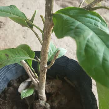 黄果兰 树苗四季白兰花盆栽植物室内四季黄角兰树苗阳台庭院大型绿植