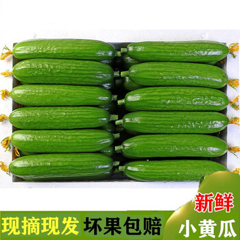 林中山新鲜水果小黄瓜整箱脆嫩小青瓜孕妇蔬菜5斤 图片价格品牌报价 京东 林中山新鲜水果小黄瓜整箱脆嫩小青瓜孕妇蔬菜5斤 图片价格品牌报价 京东