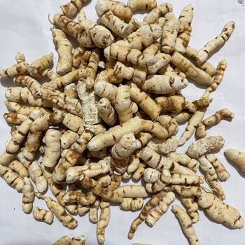 遂中药材现挖纯野生天然晒干主田甘泽重泽内廷上用 甘遂外用【100克】