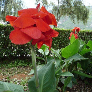 院子里种的花西伯利亚鸢尾花苗挺水植物池塘马兰水生美人蕉莺尾大花萱草蝴蝶兰美人蕉红花5棵不含盆 图片价格品牌报价 京东 院子里种的花西伯利亚鸢尾花苗挺水植物池塘马兰水生美人蕉莺尾大花萱草蝴蝶兰美人蕉红花5棵不含盆 图片价格品牌报价 京东
