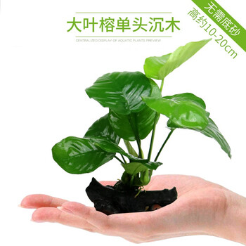 单头大叶榕沉木【图片 价格 品牌 报价】-京东