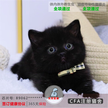 纯黑矮脚曼基康矮脚猫活体幼猫宠物猫短腿猫活物曼赤肯矮脚猫纯种猫舍可