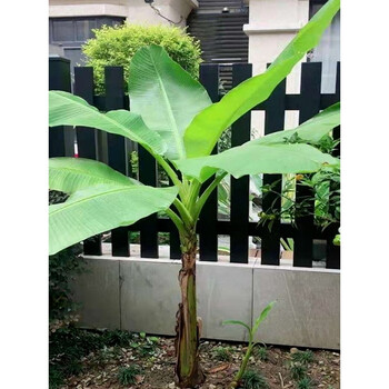 南象婆芭蕉树苗庭院大型绿植花卉芭蕉苗 北方耐寒观赏芭蕉树苗盆栽