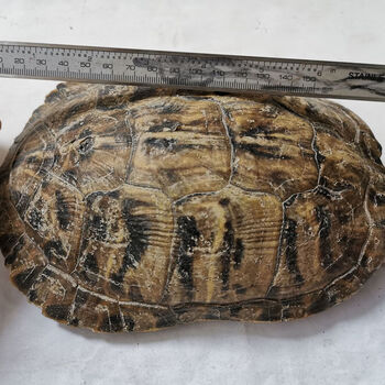 乌龟壳中药材龟板背甲生龟甲壳龟上甲 乌龟上壳龟盖 可磨粉 完整1大个