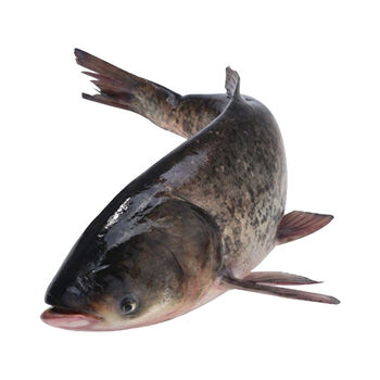 胖头鱼鲢鱼头剁椒鱼头鱼头煲汤花鲢大头白鲢新鲜鲜活现杀批发腾旺纳跃