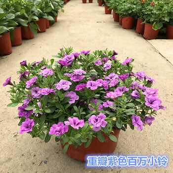 盆栽百万小玲花卉庭院阳台花卉植物易养带花发货百万小铃重瓣紫不含盆