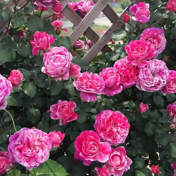 爬藤欧月蔷薇大苗藤本月季花苗庭院植物花卉玫瑰浓香大花四季开花伊雷莎斯特1 5到1 6米左右 图片价格品牌报价 京东
