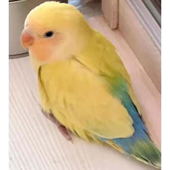 家养高端特色手养断奶人面类牡丹鹦鹉活鸟宠物活物雏鸟幼鸟活体 精品