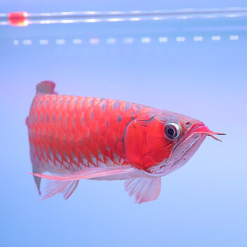 红龙鱼金龙鱼活体练手幼苗热带鱼观赏鱼过背高背金龙活鱼赛级赤血红龙