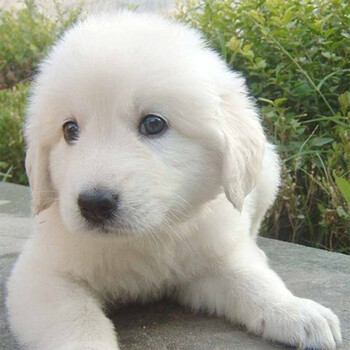 【30天质保】纯种宠物狗狗活体大白熊幼犬宠物狗大白熊幼犬 颜值s级