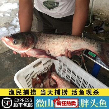 千島湖正宗花蓮胖頭魚鮮活大頭胖頭魚魚整條魚頭淡水魚冷水魚 普通